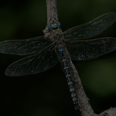 Variable Darner