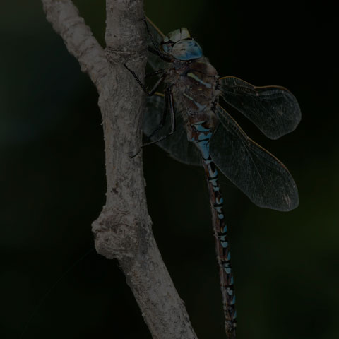 Variable Darner