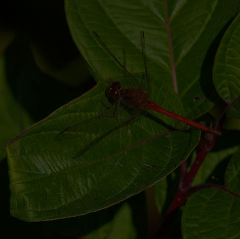 Autumn Meadowhawk