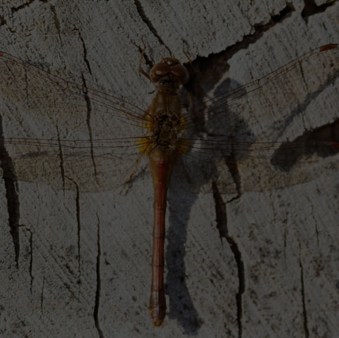 Autumn Meadowhawk