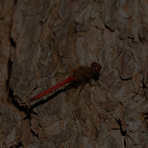 Autumn Meadowhawk