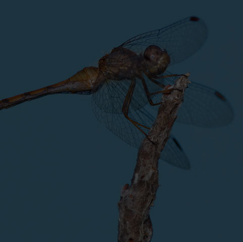 Autumn Meadowhawk