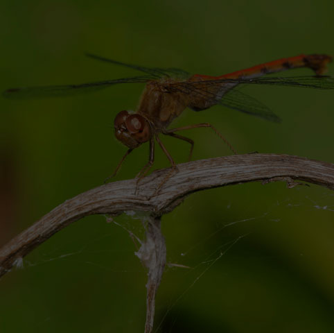 Autumn Meadowhawk