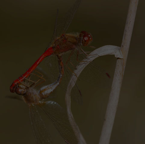 Autumn Meadowhawk