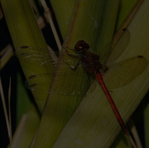 Autumn Meadowhawk