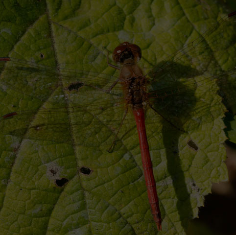 Autumn Meadowhawk