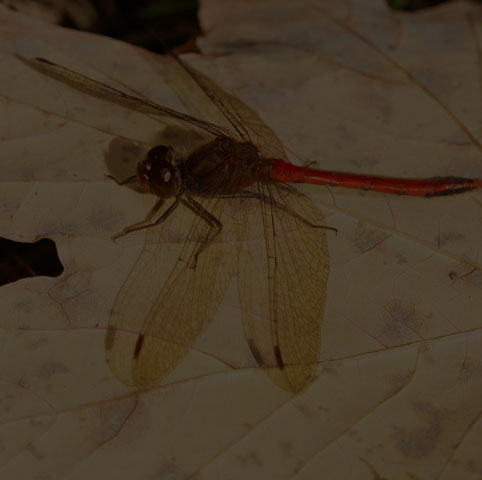 Autumn Meadowhawk