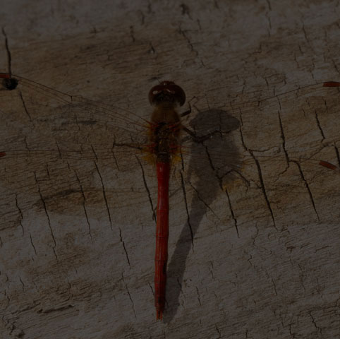 Autumn Meadowhawk