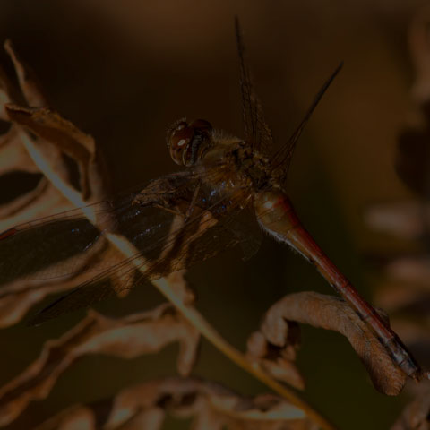Autumn Meadowhawk