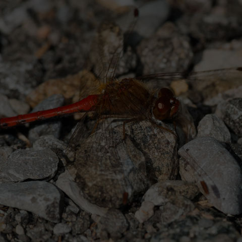 Autumn Meadowhawk