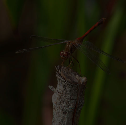 Autumn Meadowhawk