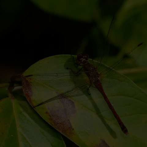 Autumn Meadowhawk