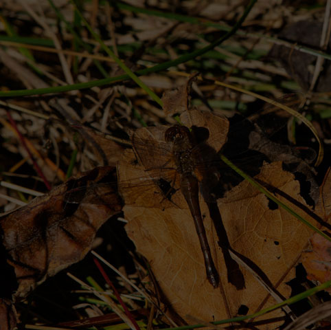 Autumn Meadowhawk
