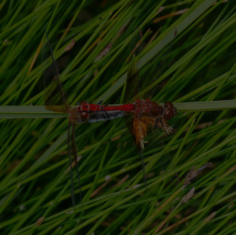 Band-winged Meadowhawk