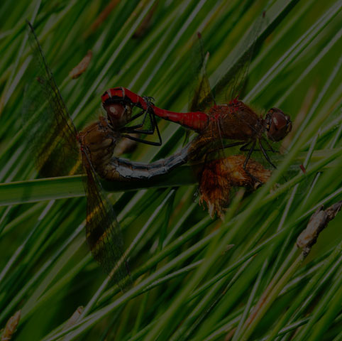 Band-winged Meadowhawk