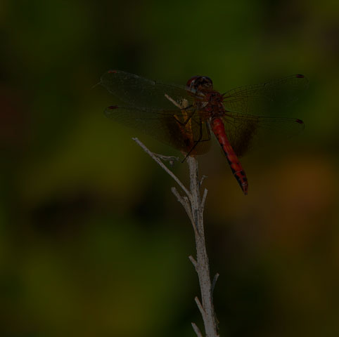 Band-winged Meadowhawk