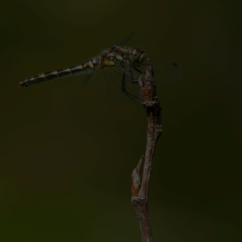 Black Meadowhawk