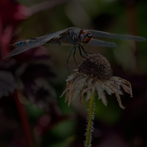 Black Saddlebags