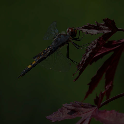 Black Saddlebags