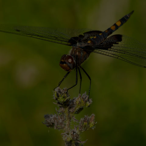 Black Saddlebags