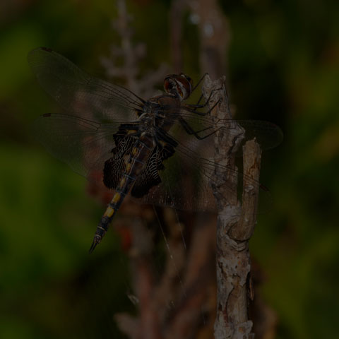 Black Saddlebags