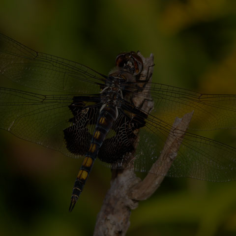 Black Saddlebags