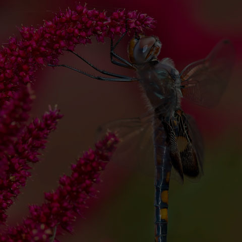 Black Saddlebags