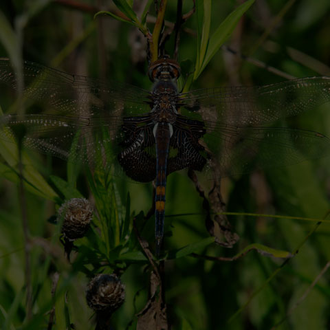 Black Saddlebags