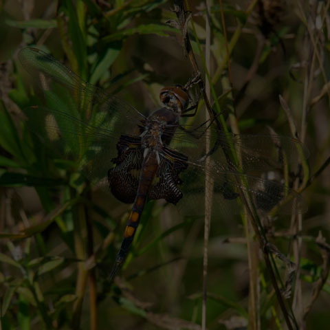 Black Saddlebags