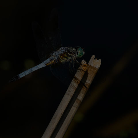 Blue Dasher Dragonfly