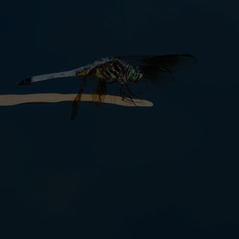 Blue Dasher Dragonfly