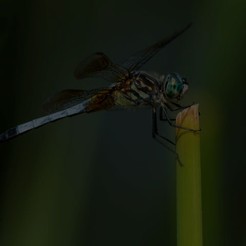 Blue Dasher Dragonfly