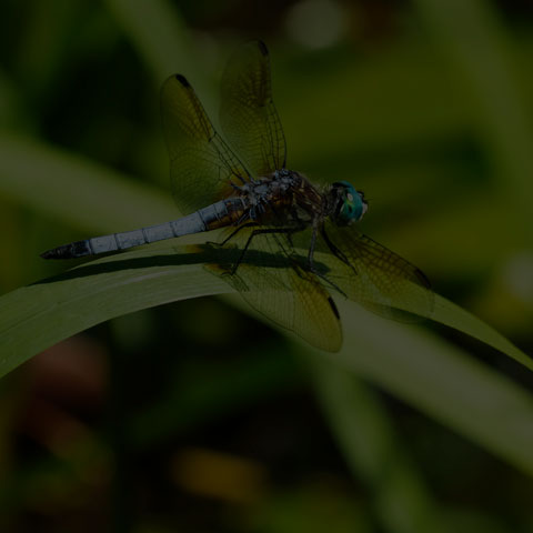 Blue Dasher Dragonfly