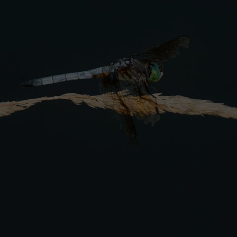 Blue Dasher Dragonfly