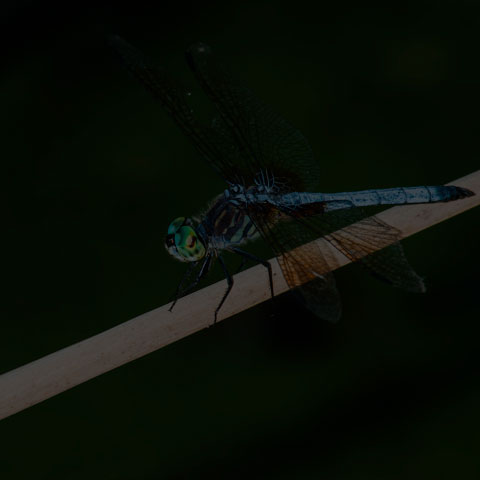Blue Dasher Dragonfly
