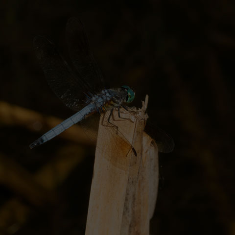 Blue Dasher Dragonfly
