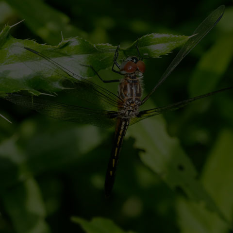 Blue Dasher Dragonfly