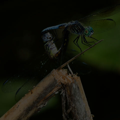 Blue Dasher Dragonfly