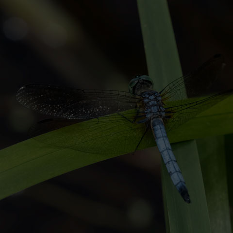 Blue Dasher Dragonfly