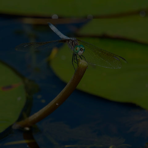 Blue Dasher Dragonfly