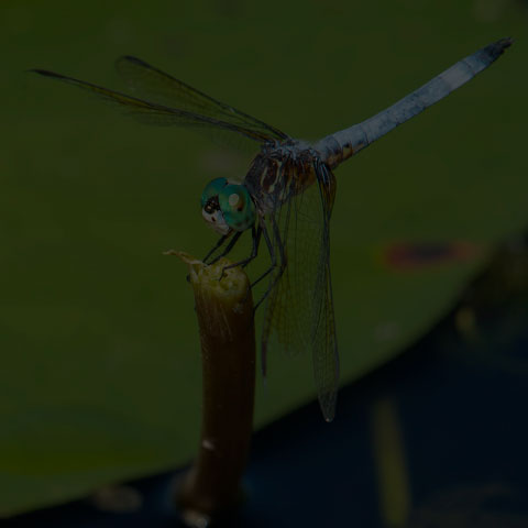 Blue Dasher Dragonfly