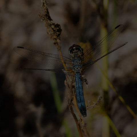 Blue Dasher Dragonfly