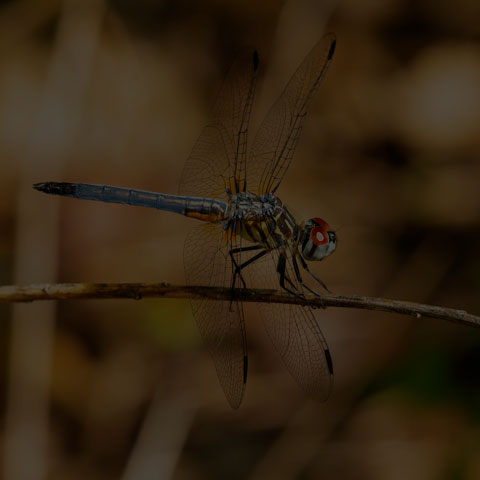 Blue Dasher Dragonfly