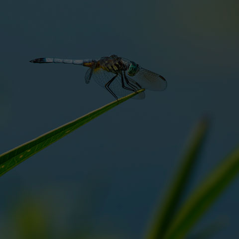 Blue Dasher Dragonfly