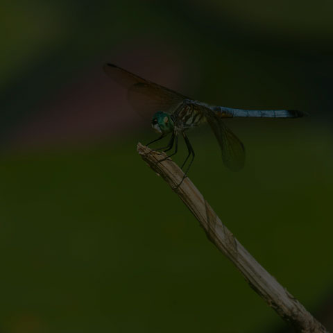 Blue Dasher Dragonfly