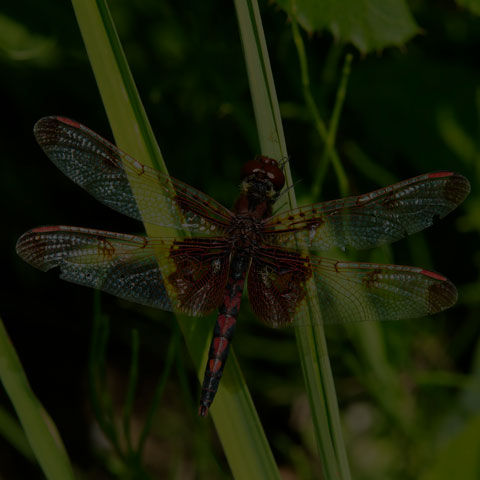Calico Pennant