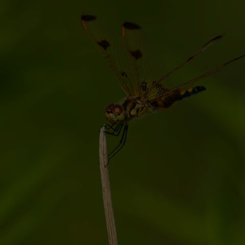 Calico Pennant