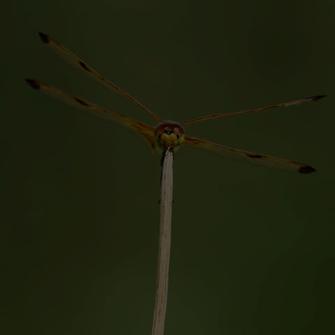 Calico Pennant