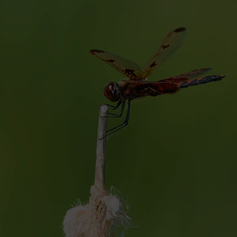 Calico Pennant