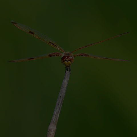 Calico Pennant
